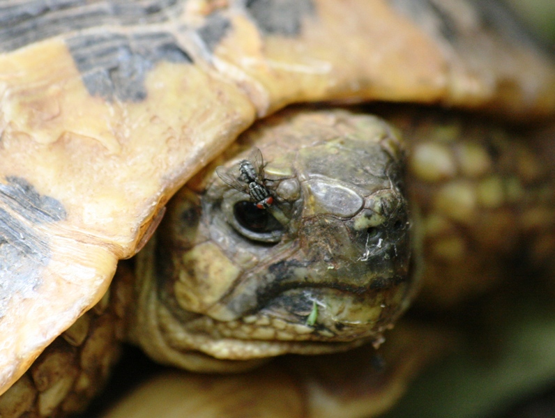 Testudo hermanni hermanni